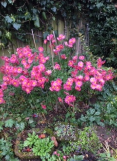 Chrysanthemum Dulwich Pink
