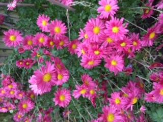 Chrysanthemum Dulwich Pink 2